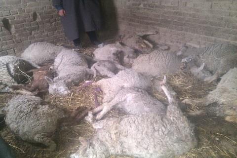Leopard kills 5 sheep in South Kashmir’s Kulgam